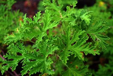 malvarosa plant care|How to Grow and Care for Citronella Plants .